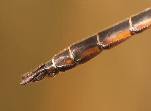 Male
2014_04_02_Wakulla_FL Male
2014_04_02_Wakulla_FL
